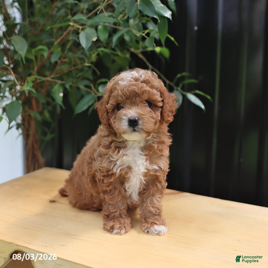 Miniature Poodle dogs for sale: Lila  - Ad 2