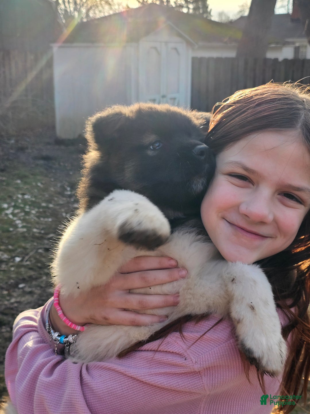 Akita dogs for sale: Chiane - Ad 1