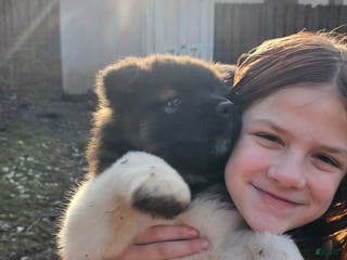 Akita dogs Chiane - Ad 7