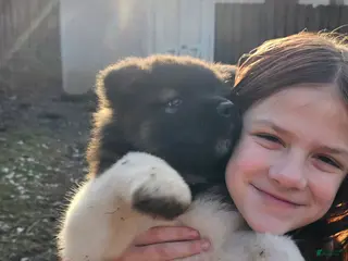 Akita dogs Chiane - Ad 5