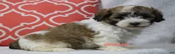 Shihpoo dogs for sale: Sienna  - Ad 3