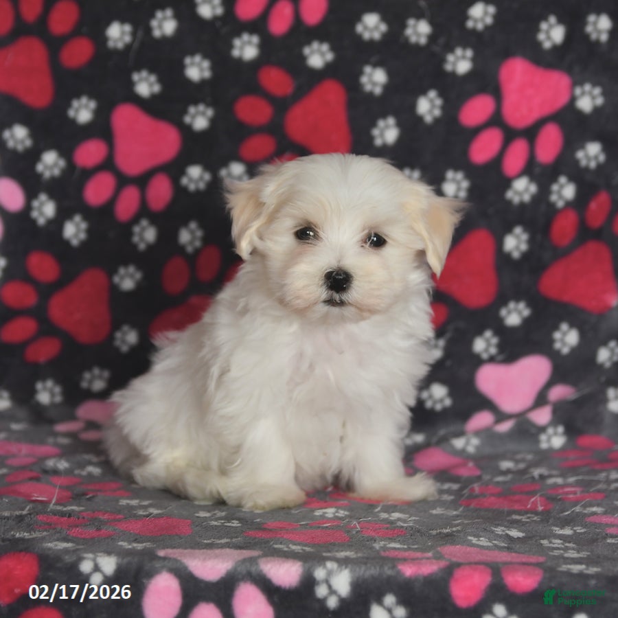 Maltese dogs Felix - Ad 1