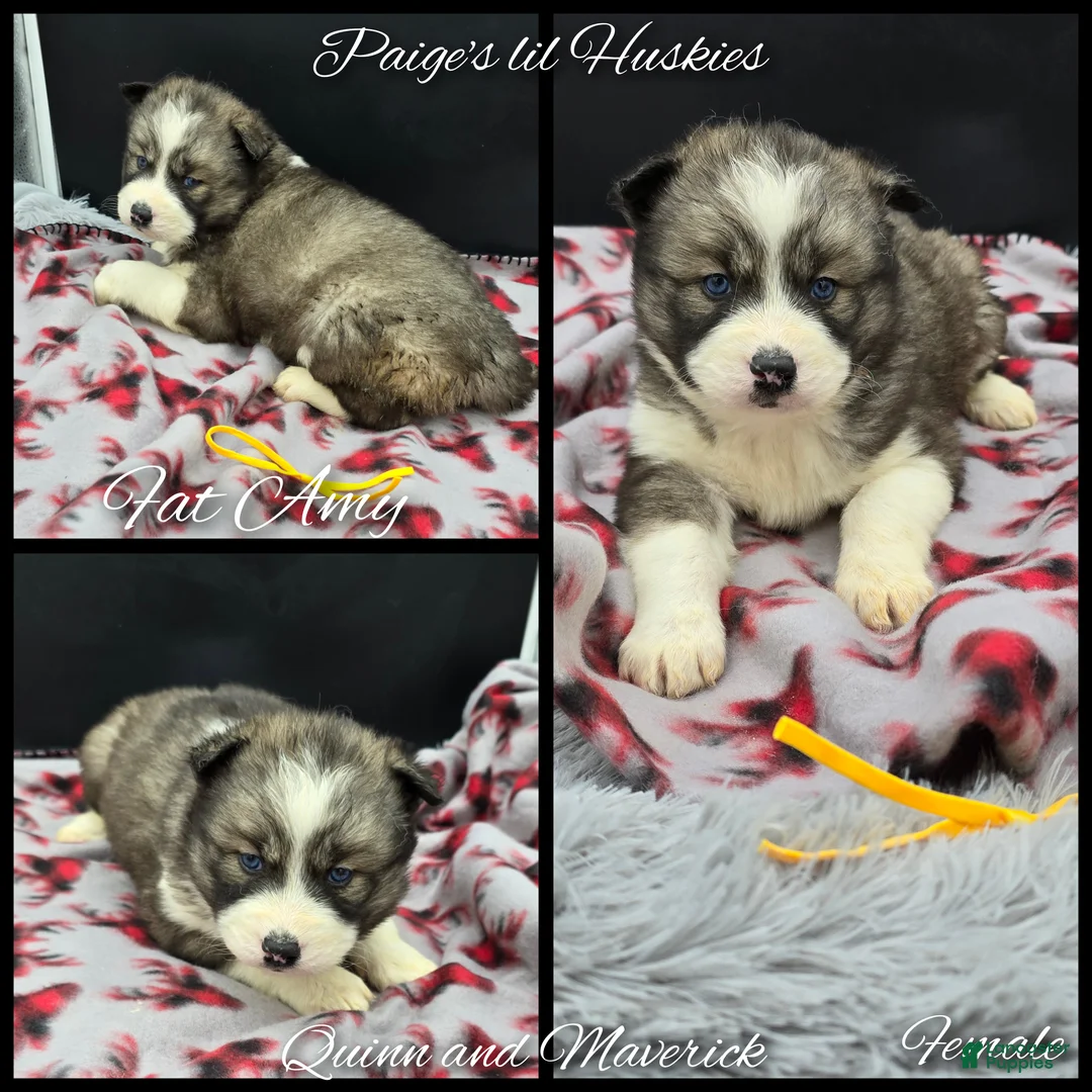 Siberian Husky dogs for sale: Amy - Ad 4