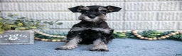 Miniature Schnauzer dogs for sale: Jolen - Ad 3