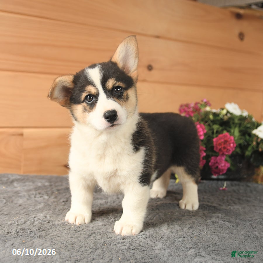 Welsh Corgi Pembroke dogs Jewel - Ad 2