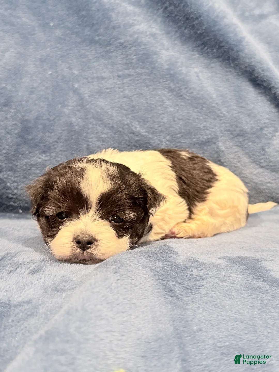 Maltipoo dogs for sale: Maltipoo Puppy 3 - Ad 3