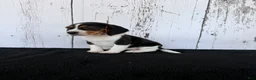 Beagle dogs for sale: Baily - Ad 4