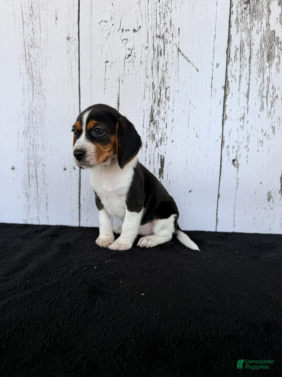 Beagle dogs for sale: Baily - Ad 4
