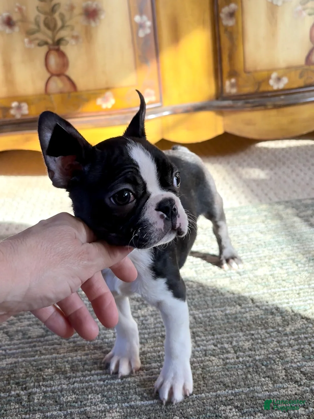 Boston Terrier dogs for sale: Boston Terrier Puppy 1 - Ad 2
