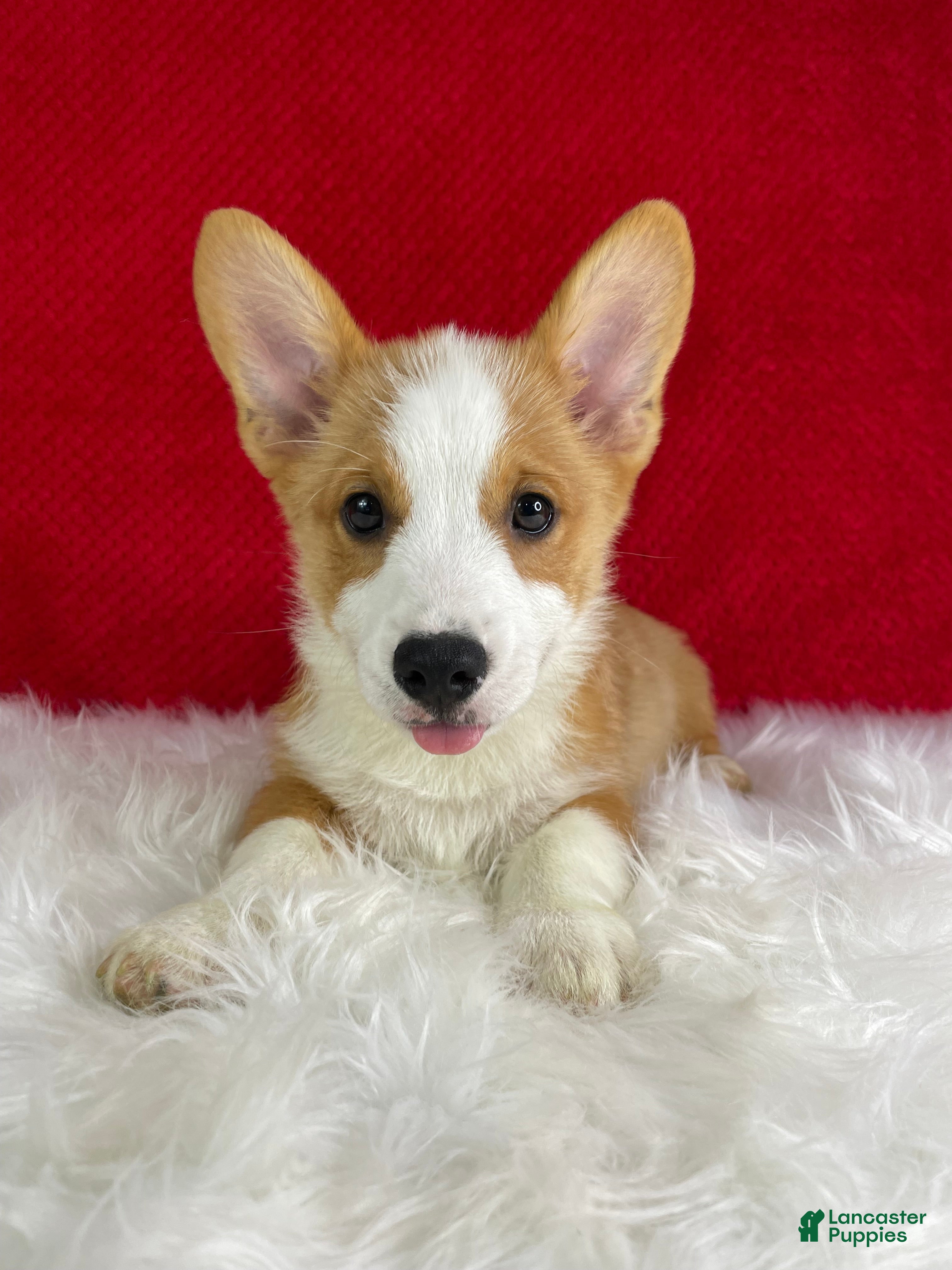 Welsh Corgi Pembroke dogs Ollie - Ad 1
