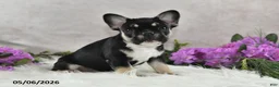 French Bulldog dogs for sale: Ike - Ad 4