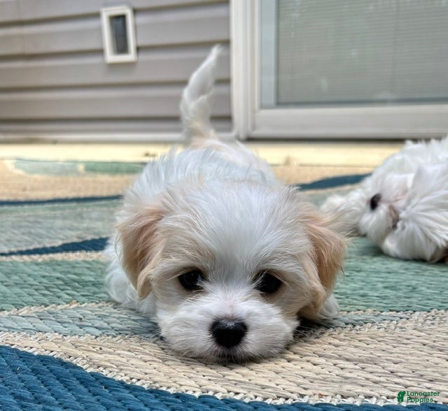 Mixed Breed dogs Scout - Ad 1