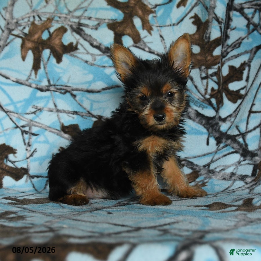 Yorkshire Terrier dogs Homer - Ad 1