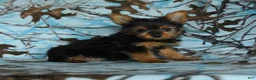 Yorkshire Terrier dogs for sale: Homer - Ad 1