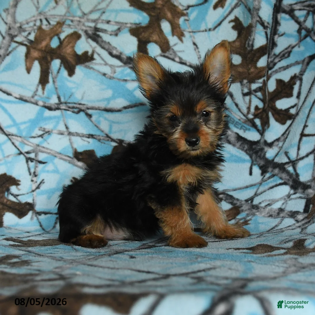 Yorkshire Terrier dogs for sale: Homer - Ad 1