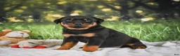 Rottweiler dogs for sale: Kane - Ad 7