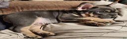French Bulldog dogs for sale: Willie - Ad 1