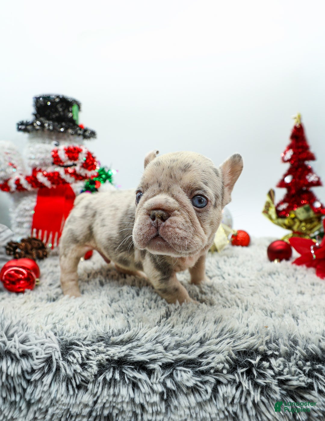 French Bulldog dogs for sale: Bank Roll - Ad 2
