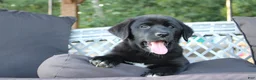 Labrador Retriever dogs for sale: Violet - Ad 2