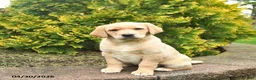Labrador Retriever dogs for sale: Crystal  - Ad 1