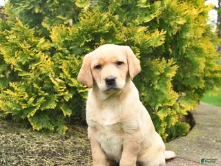 Labrador Retriever dogs for sale: Crystal - Ad 1