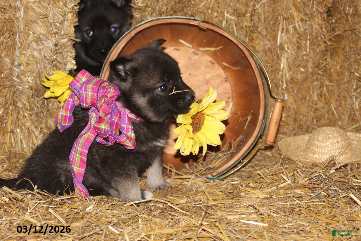 Norwegian Elkhound dogs Elsa - Ad 2