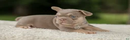 French Bulldog dogs for sale: Denver - Ad 3