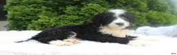 Bernedoodle dogs for sale: Jimmy - Ad 3