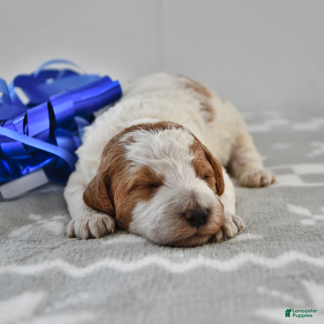 Mini Goldendoodle dogs for sale: Cooper - Ad 17