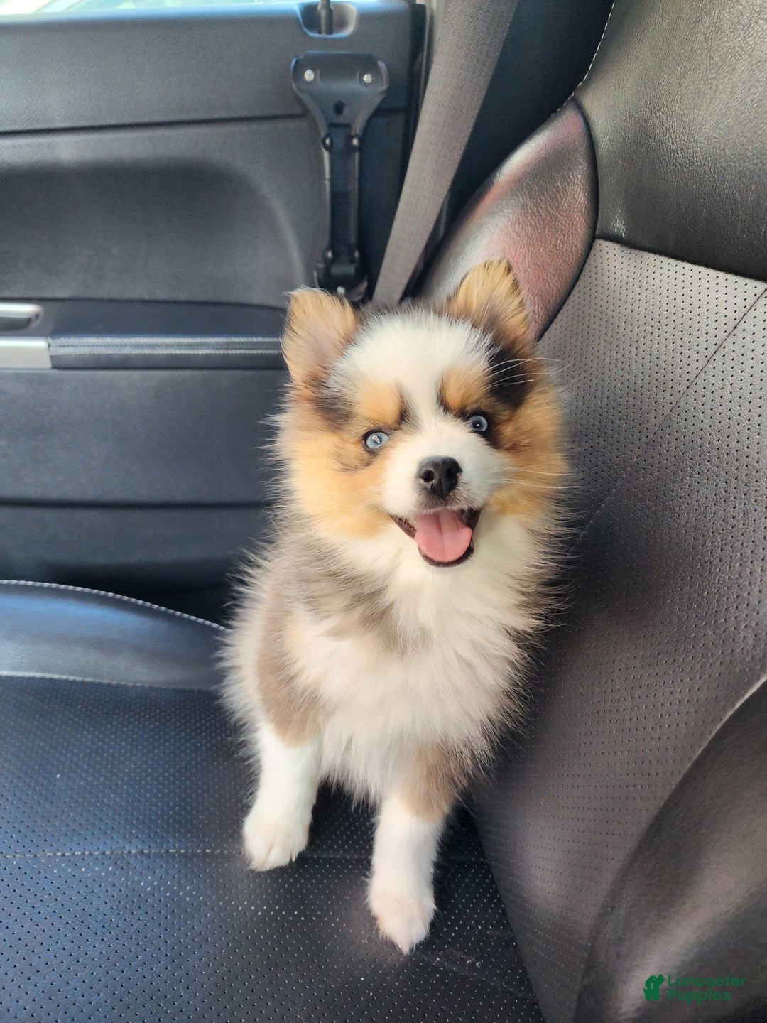 Pomsky dogs for sale: Zavien - Ad 1