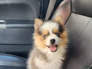 Pomsky dogs Zavien - Ad 32