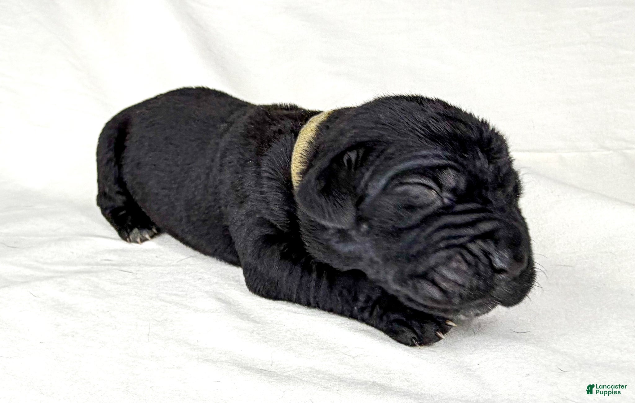 Cane Corso dogs Cane Corso Puppy 3 - Ad 1