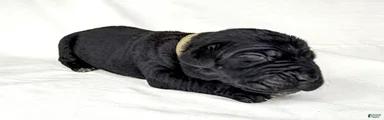 Cane Corso Puppy 3