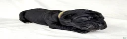 Cane Corso dogs for sale: Cane Corso Puppy 3 - Ad 1