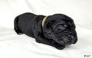 Cane Corso Puppy 3