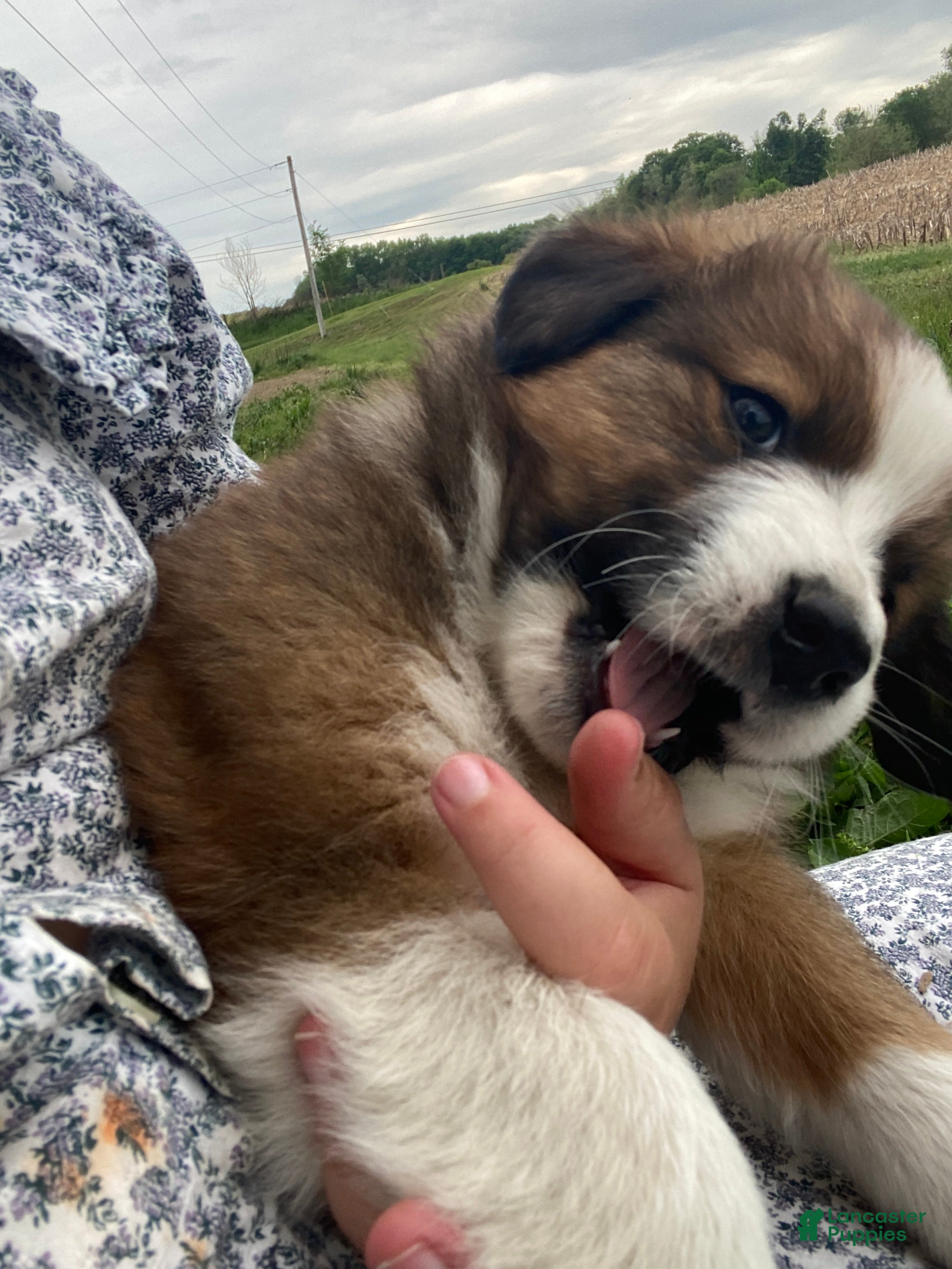 Mixed Breed dogs for sale: ♥️SWEET TIMBER ♥️ - Ad 2