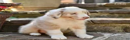 Australian Shepherd dogs for sale: Laker - Ad 3