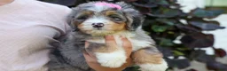 Mini Bernedoodle dogs for sale: 🐾 Primrose 🐾 - Ad 18