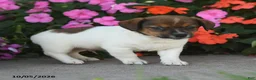 Jack Russell Terrier dogs for sale: Dancer - Ad 3