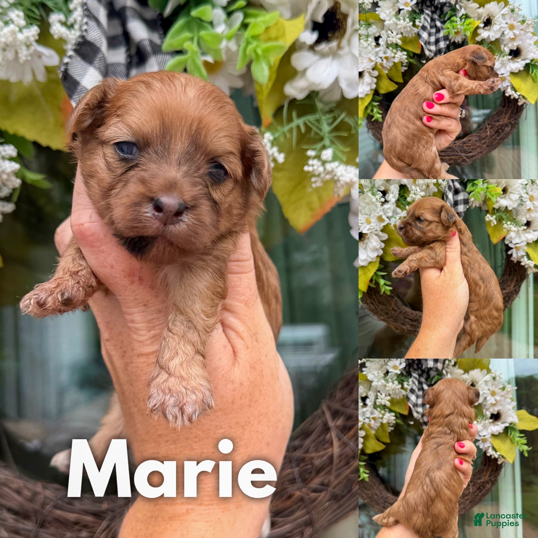 Mixed Breed dogs Marie - Ad 25