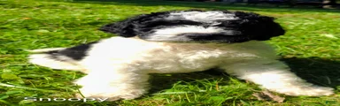 Snoopy