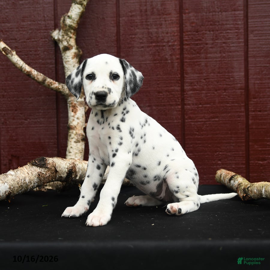 Dalmatian dogs Josie - Ad 1