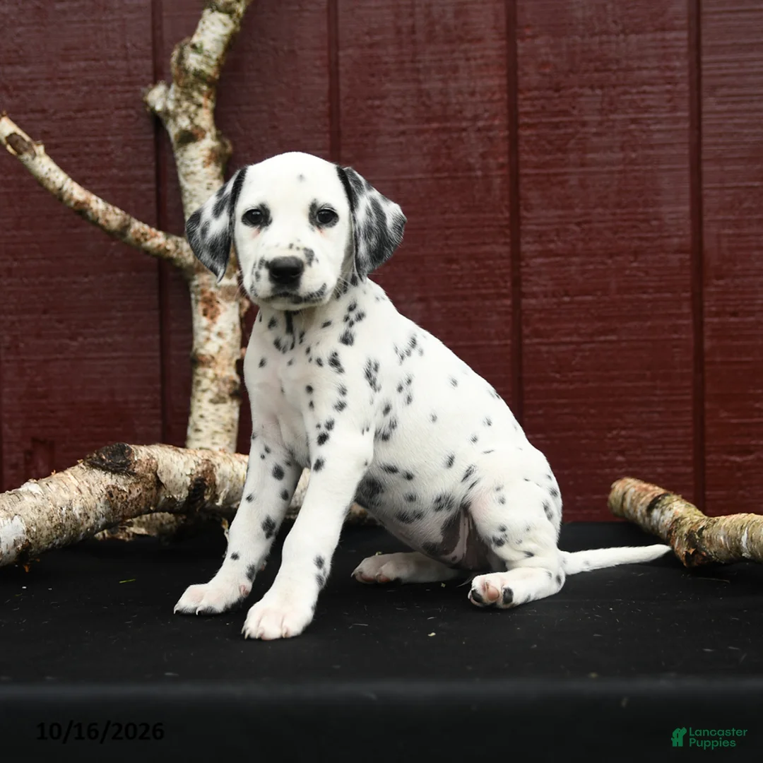 Dalmatian dogs for sale: Josie - Ad 1