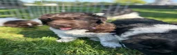 Newfoundland dogs for sale: Newfoundland 5 - Ad 3