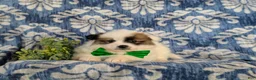 Pomeranian dogs for sale: Tobie - Ad 6