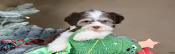 Havanese dogs for sale: Hope - Ad 8