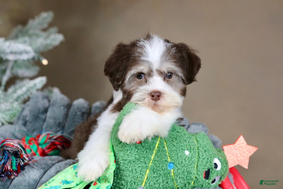 Havanese dogs for sale: Hope - Ad 8