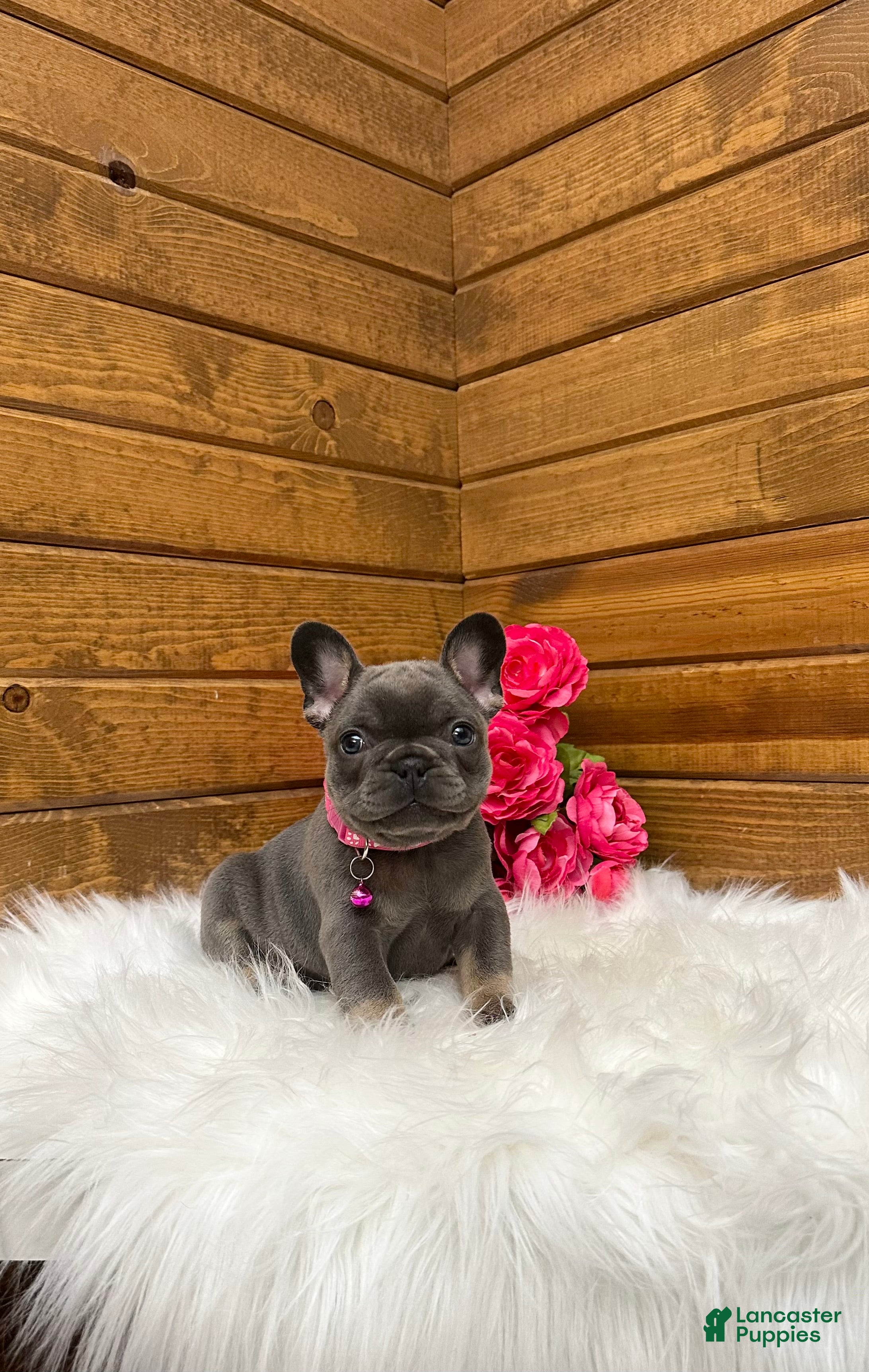 French Bulldog dogs Sena - Ad 1