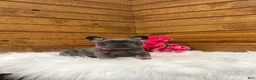 French Bulldog dogs for sale: Sena - Ad 1