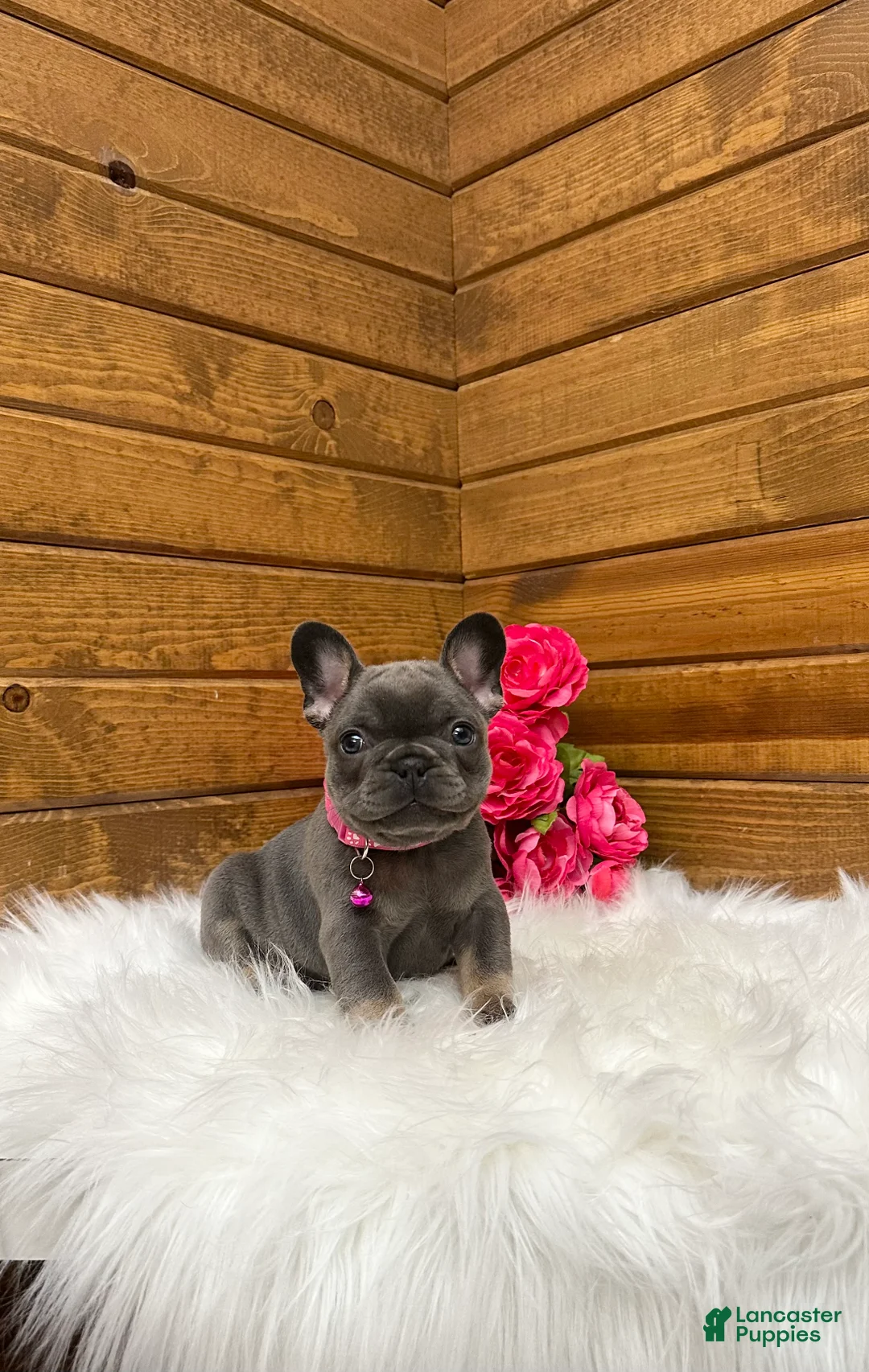 French Bulldog dogs for sale: Sena - Ad 1
